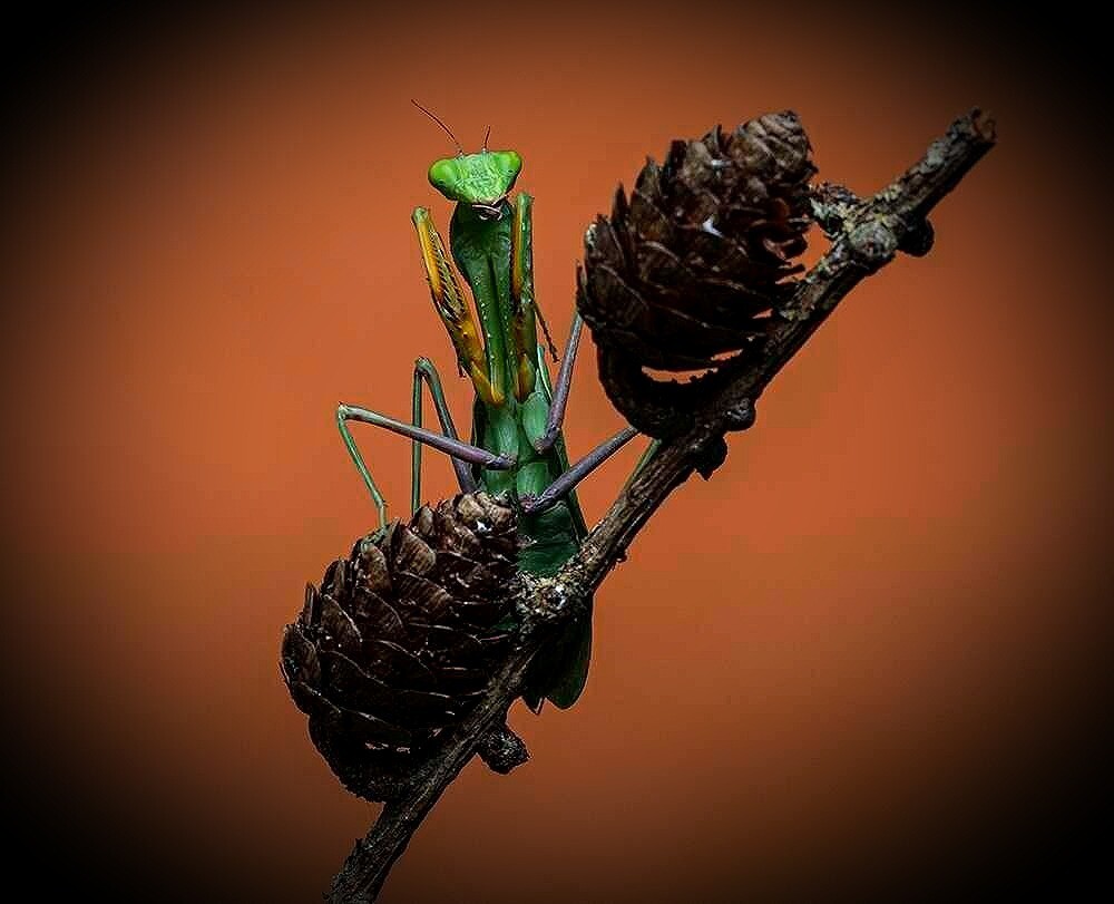 Sphodromantis Lineola "Nymphs" (5)