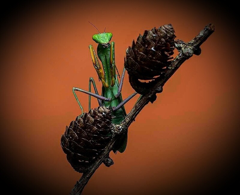 Sphodromantis Lineola "Nymphs" (1)