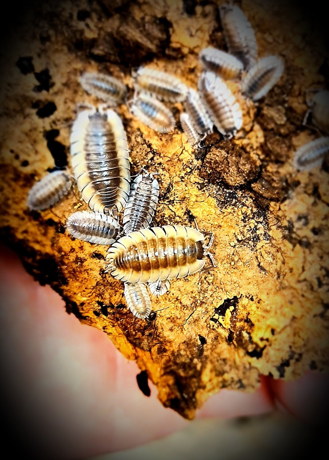 Trachelipus Trilobatus (1)