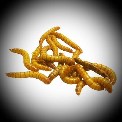 MINI  MEALWORMS