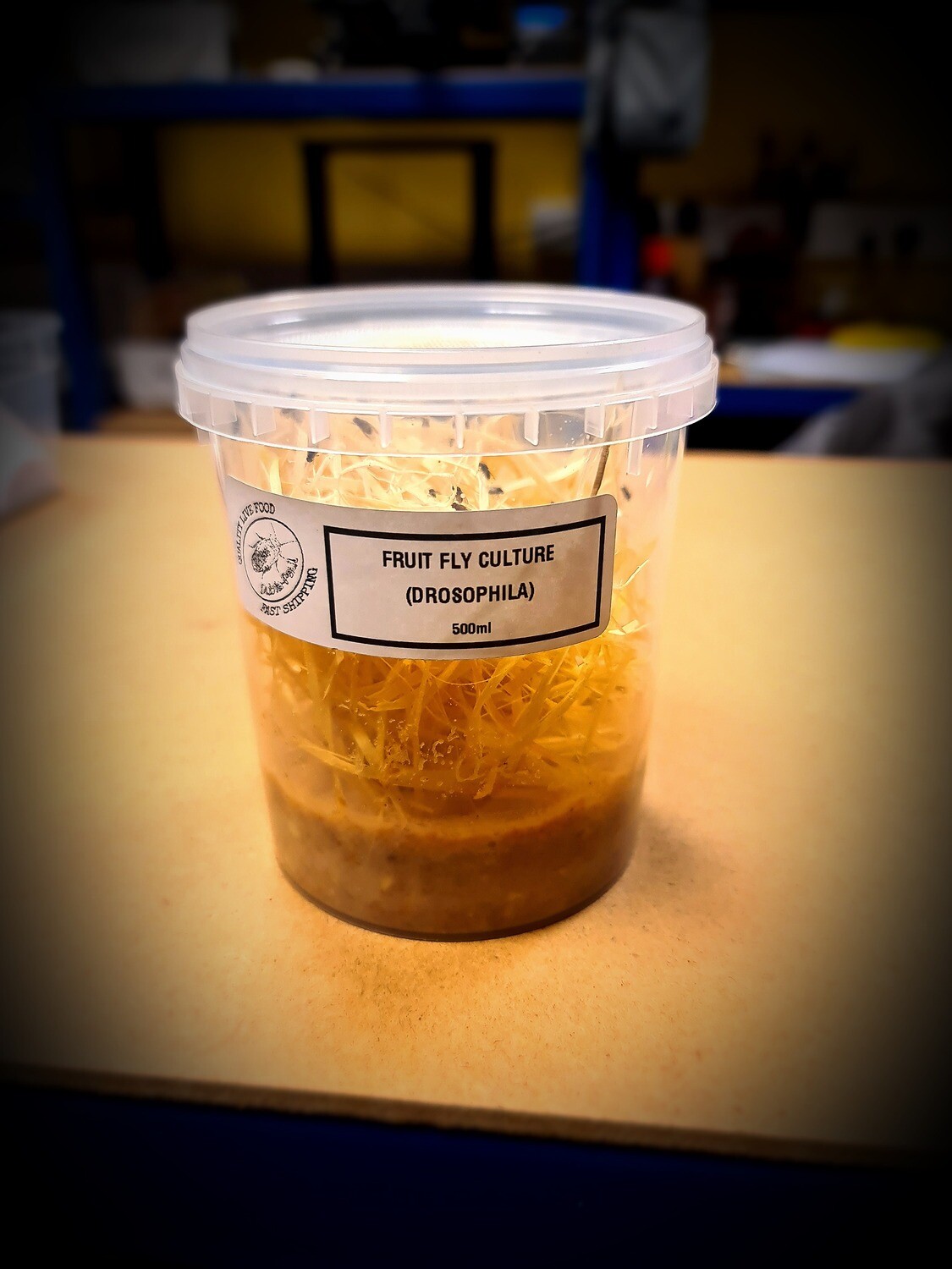 Flightless Fruit Fly (Drosophila) culture-Large Fresh Culture 500ml