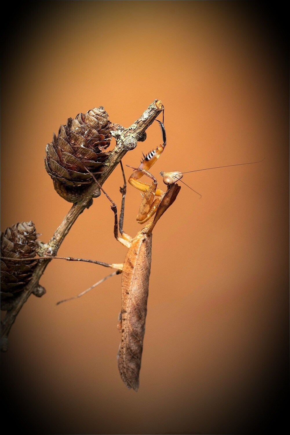 Deroplatys Desiccata &quot;Nymphs&quot; (1)