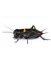 BLACK CRICKETS