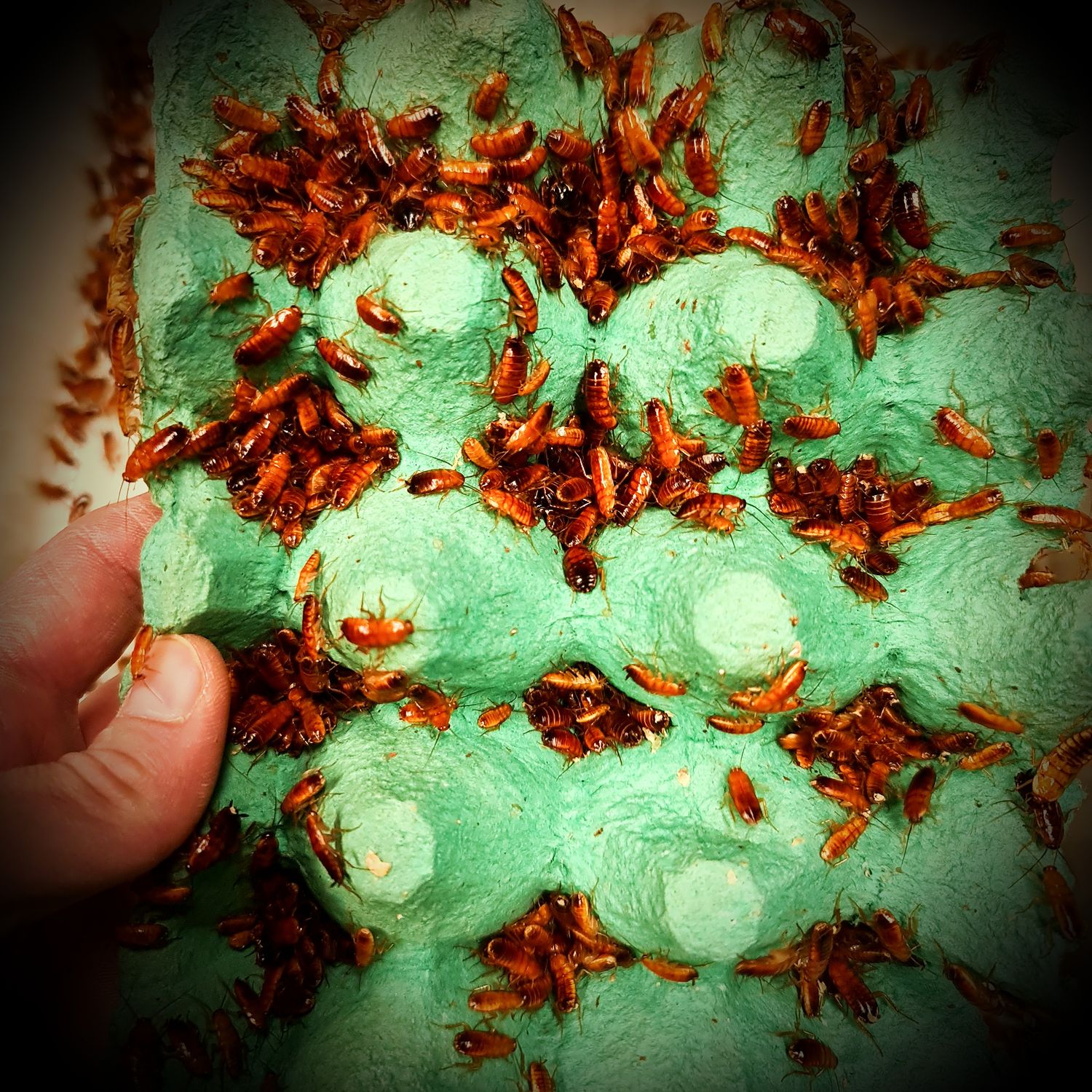 Small/Medium Red Runners (200)