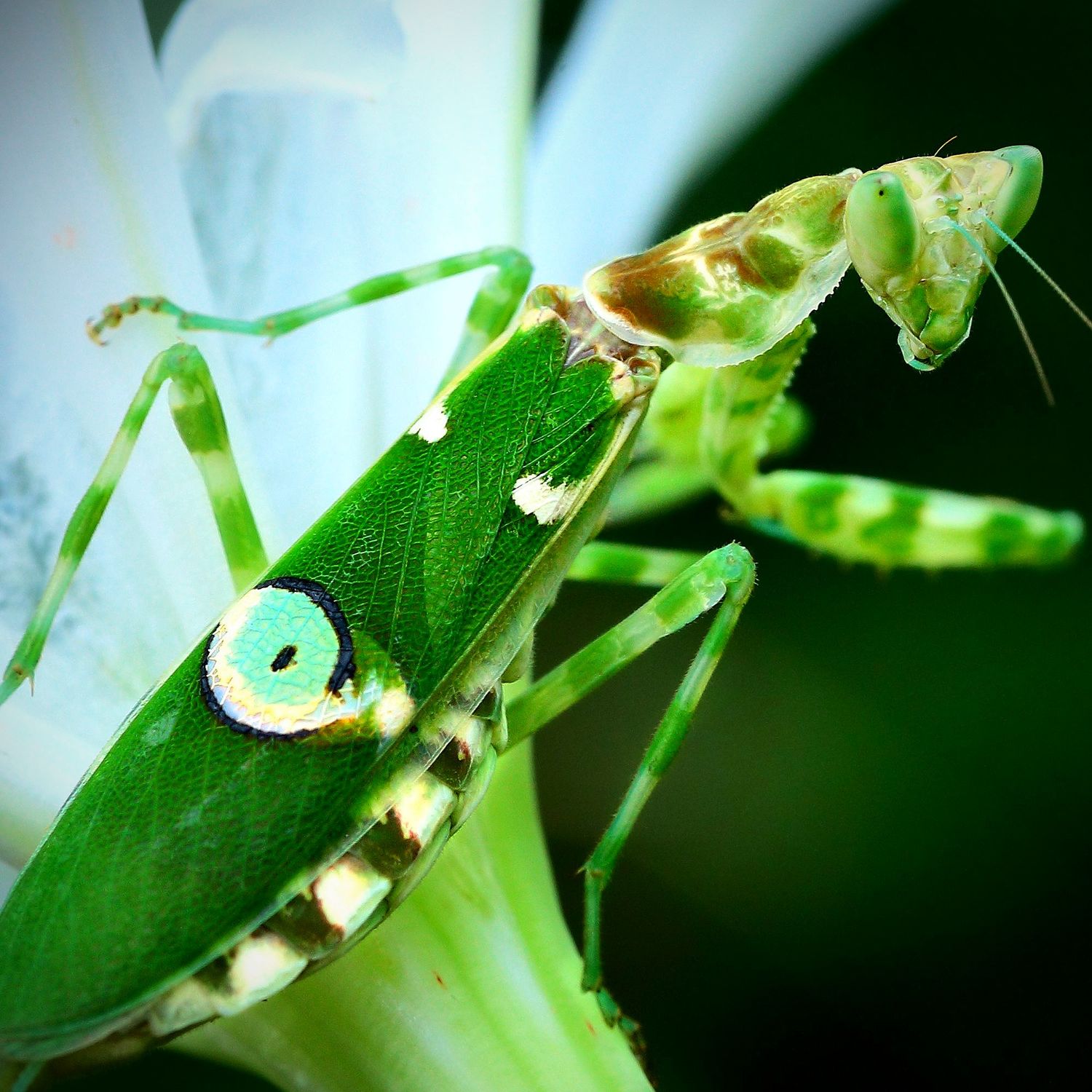 Flower Mantis (Creobroter sp Yunnan) &quot;Nymphs&quot; - (1)