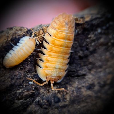 ARMADILLIDIUM PALLASSI "ORANGE"