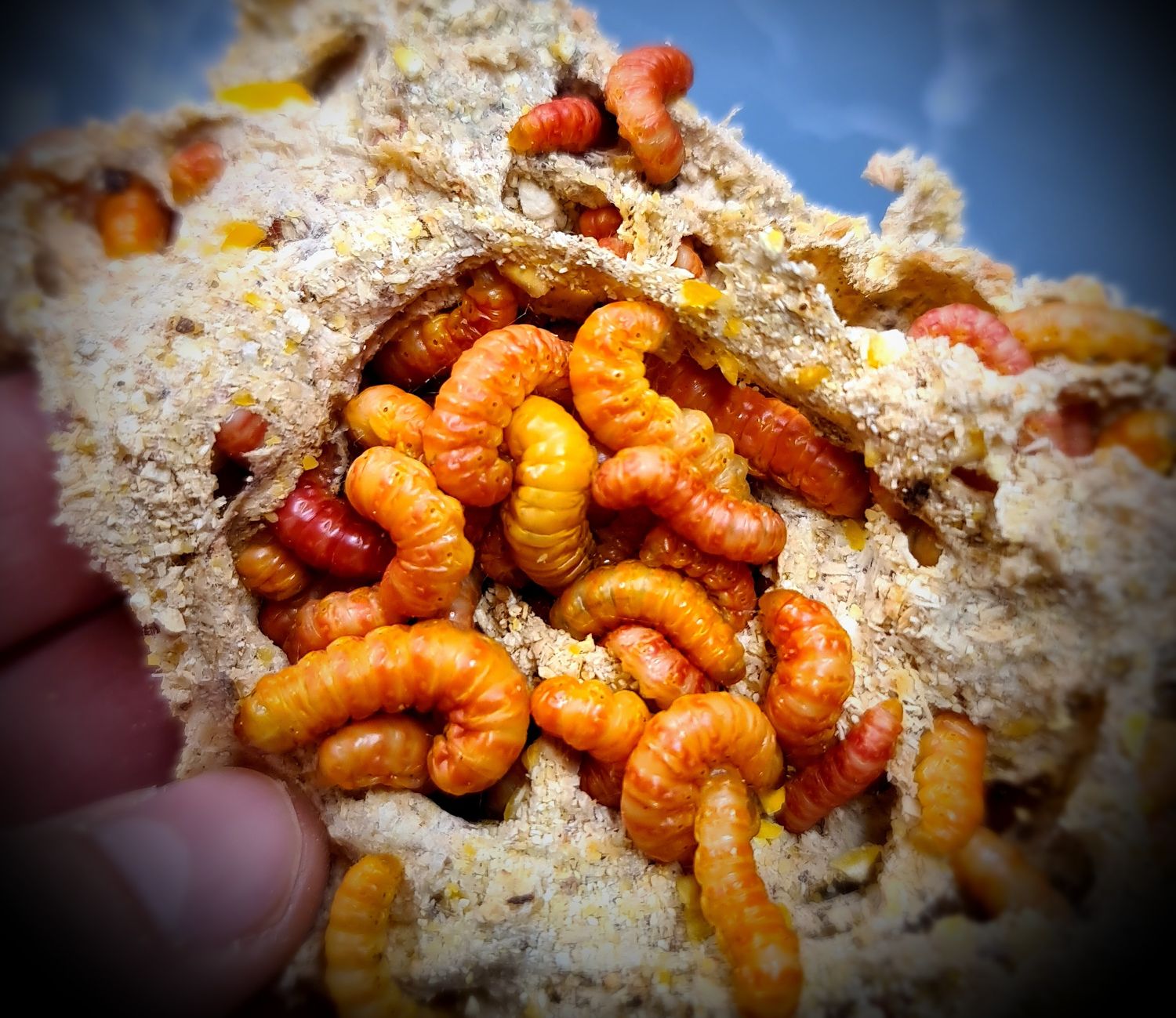 Large Butterworms (4)