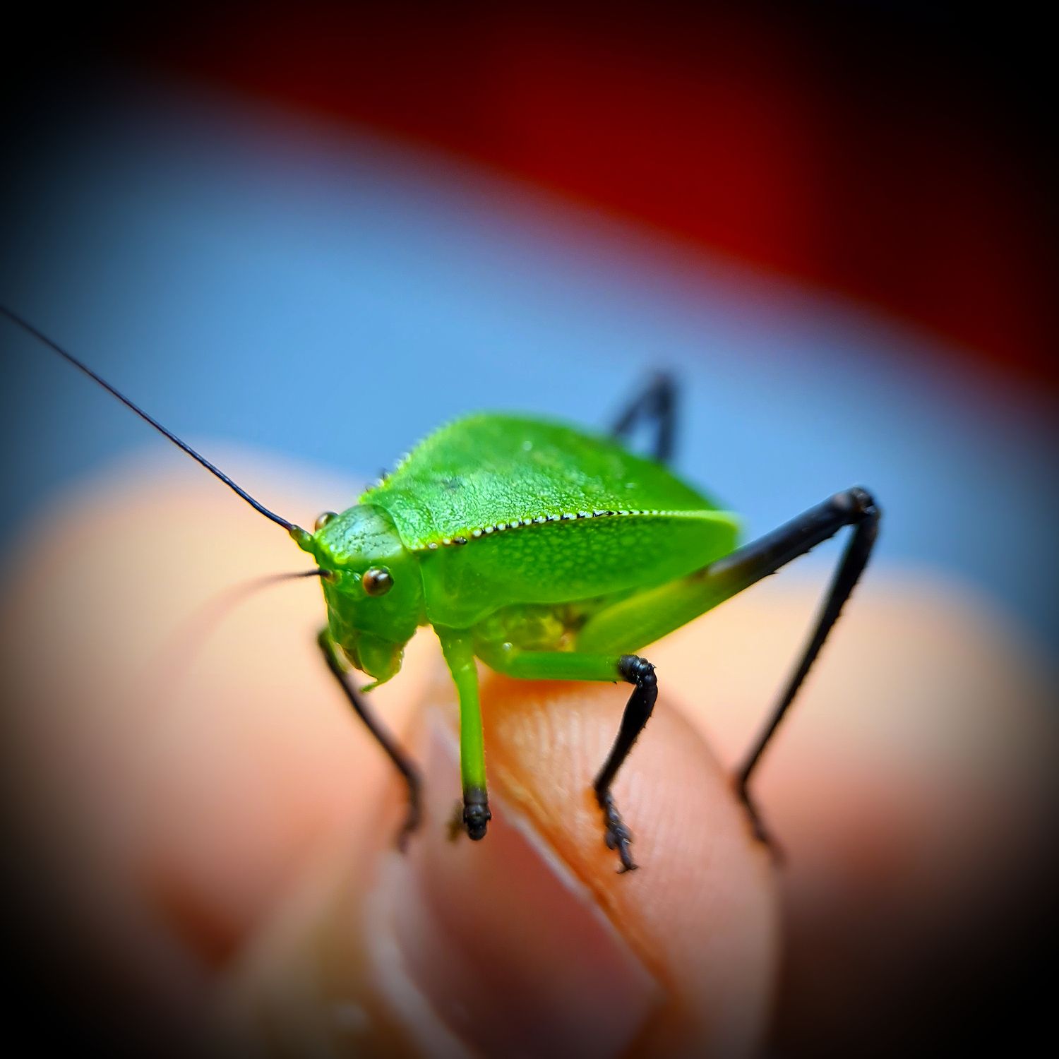 S/M Giant Hooded Katydid (siliquofera grandis) - (1)