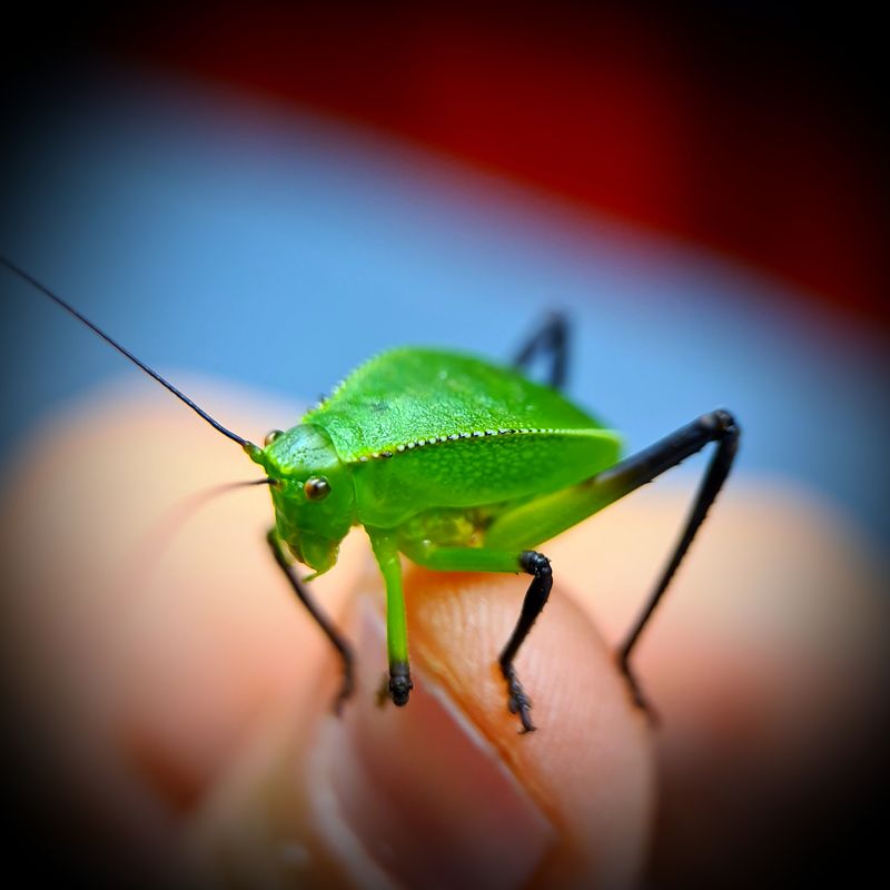 S/M Giant Hooded Katydid (siliquofera grandis) - (1)