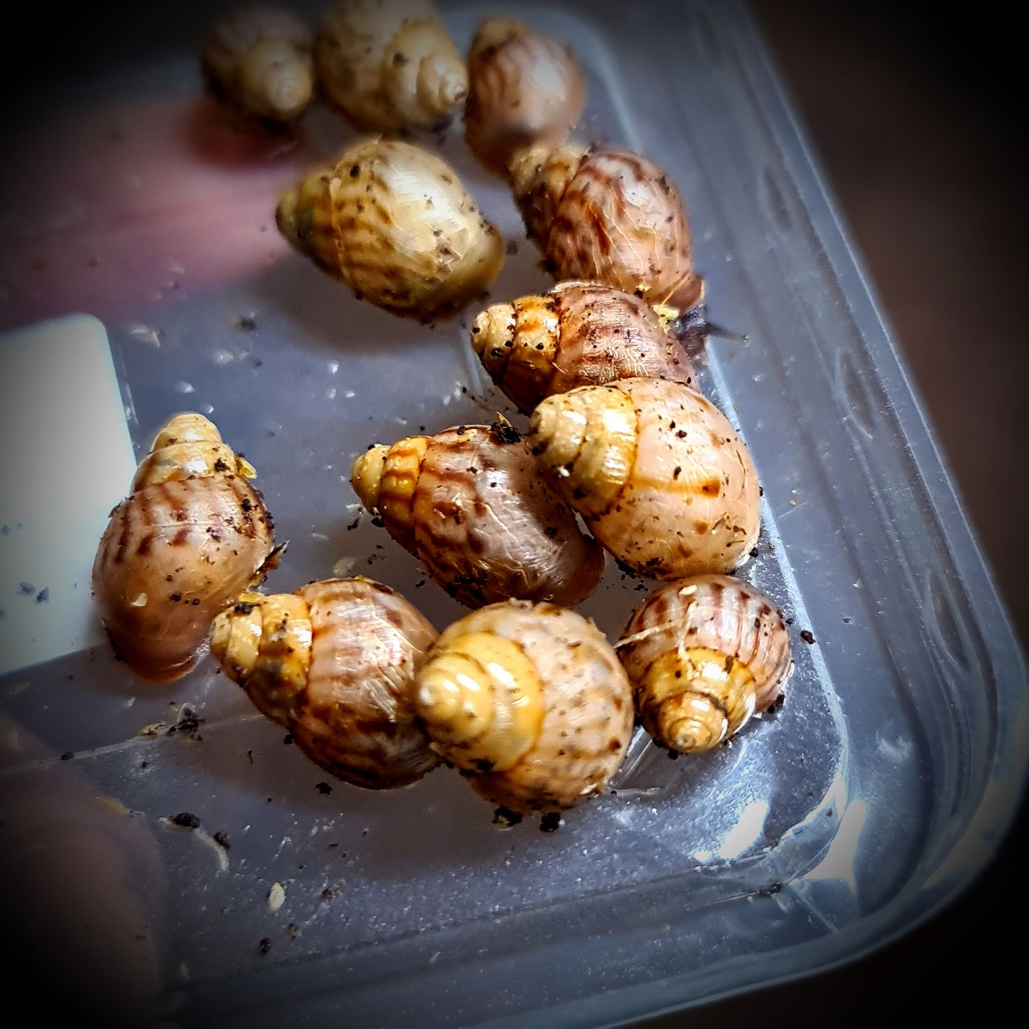 African Land Snail-Small Size-(3)