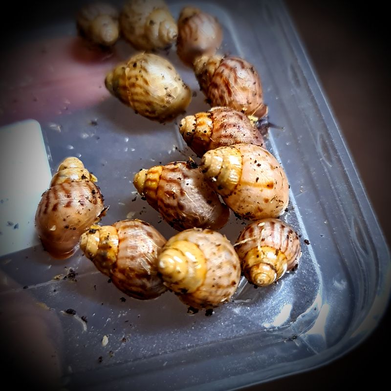 African Land Snail-Small Size-(1)