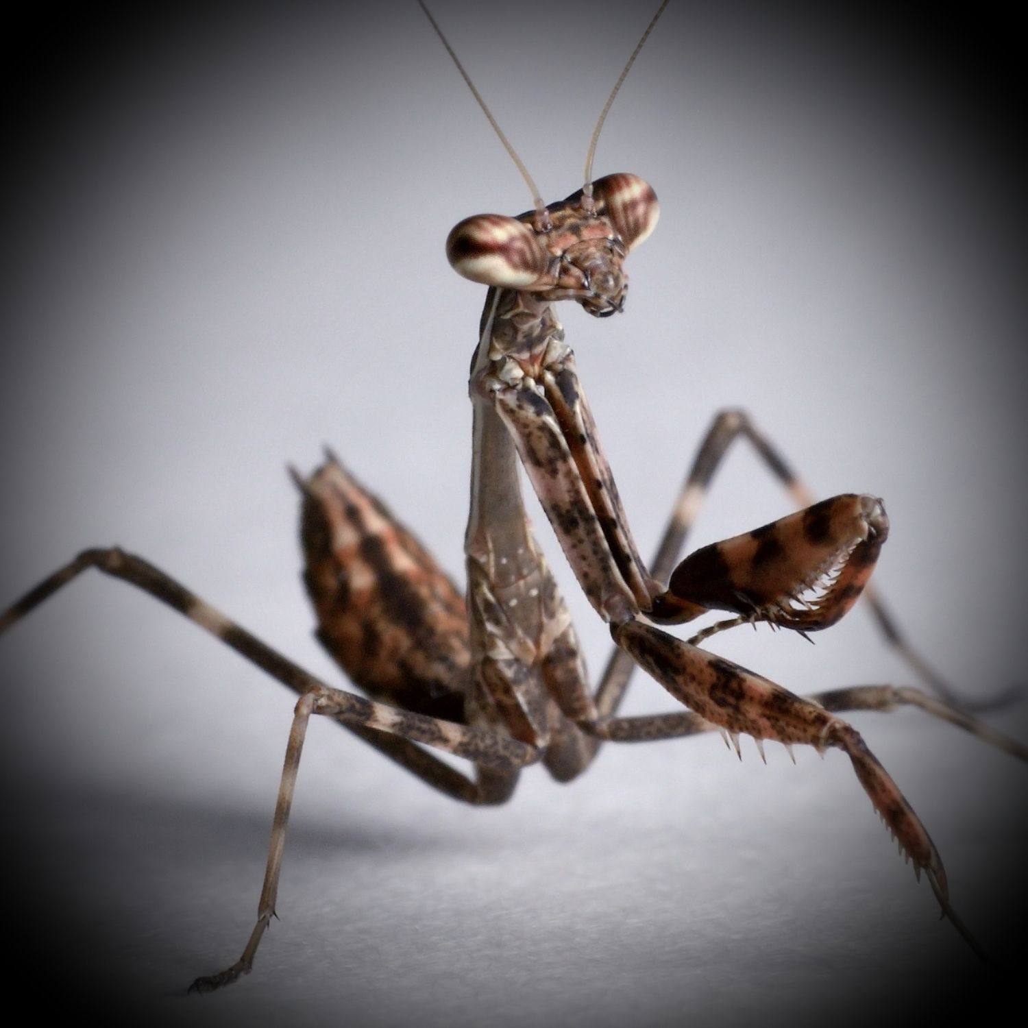 Budwing Mantis - Parasphendale affinis  "Nymphs" (1)