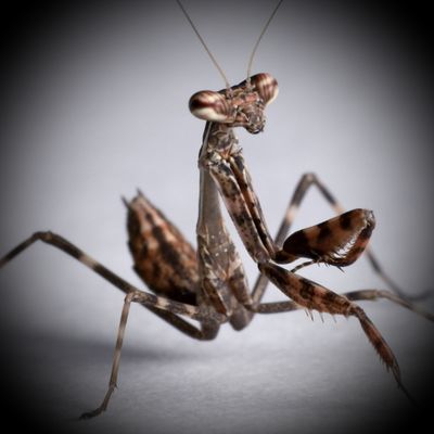 BUD WING (PARASPHENDALE AFFINIS)