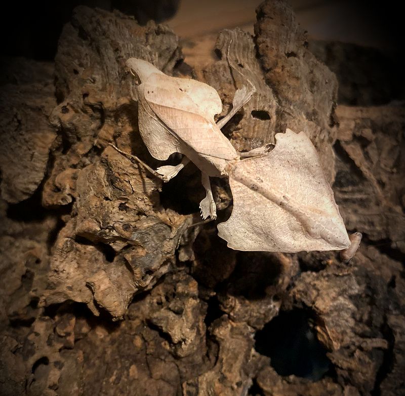 Malaysian dead leaf - Deroplatys trigonodera &quot;Nymphs&quot; (1)