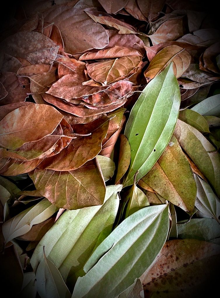 PR Bio Life Leaf Litter Jungle 3L