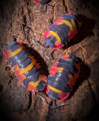 ARDENTIELLA SP "BLISTER"