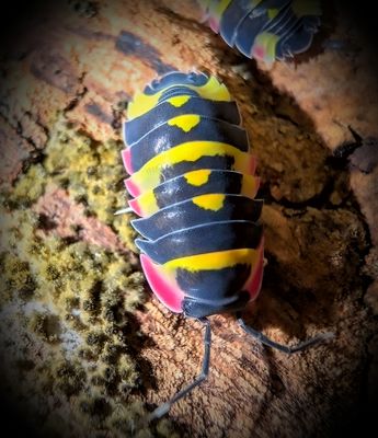 ARDENTIELLA SP "YELLOW ARROW"