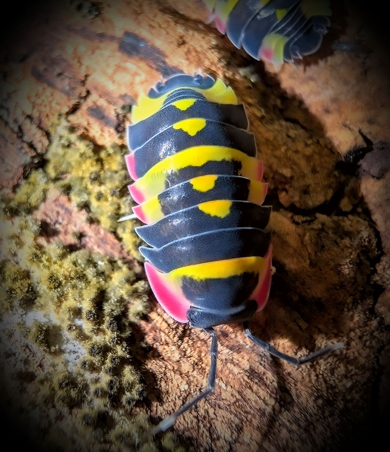 Ardentiella Sp "Yellow Arrow" (10)