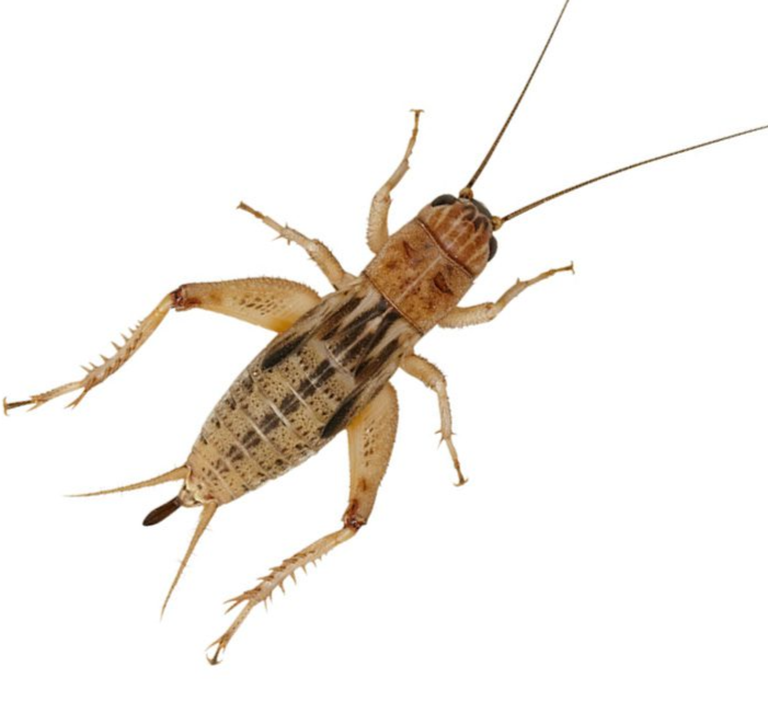 Medium Silent Crickets (200) 8-12mm