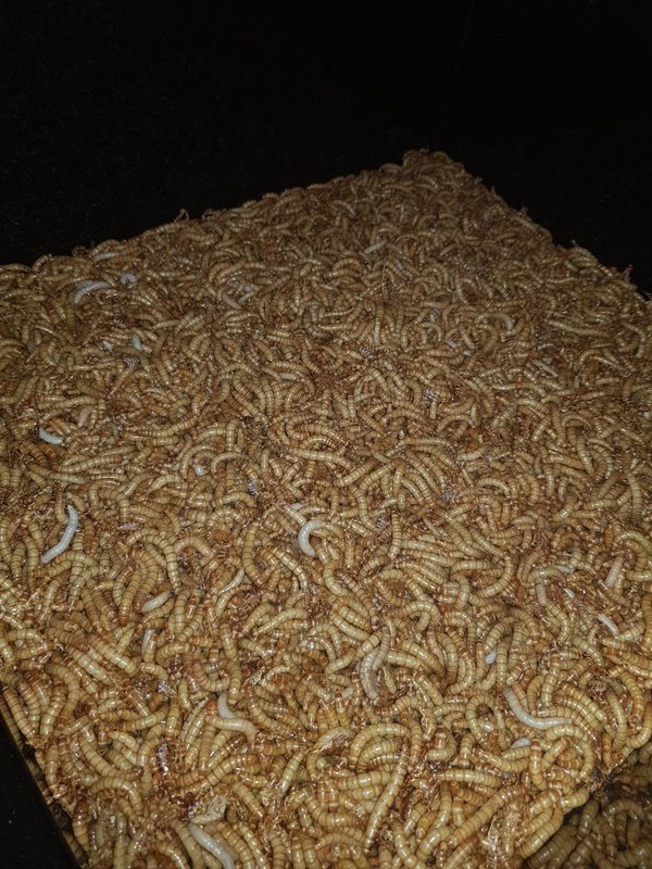 Regular Mealworms (200) 20-30mm