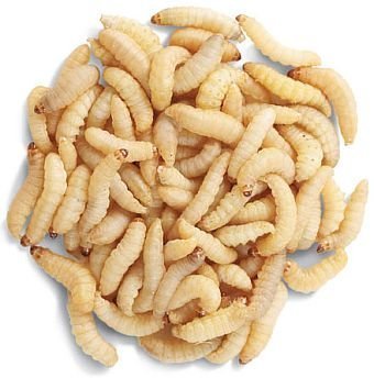 Waxworms (100) 15-25mm