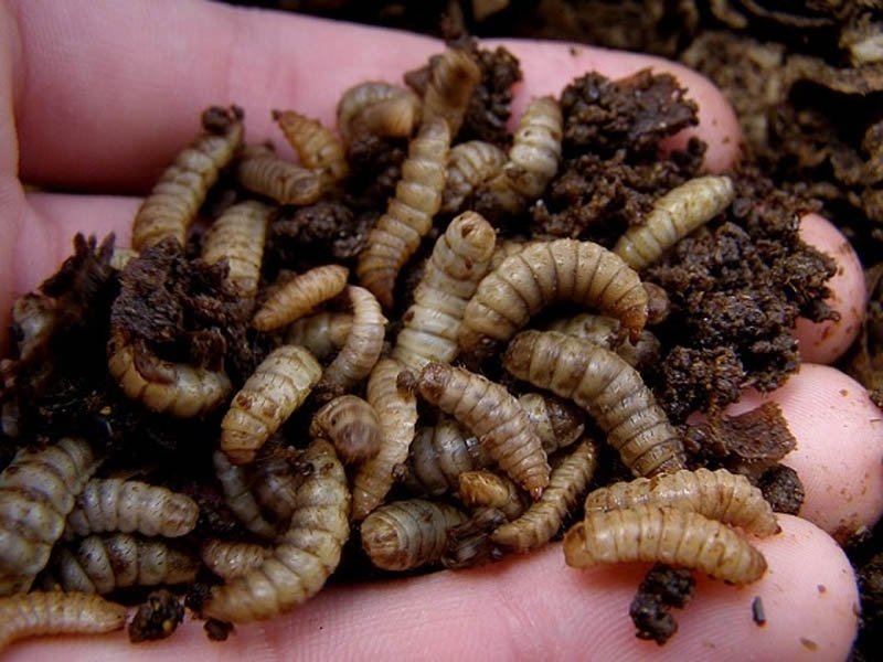 Calci worms (100) 8-12mm