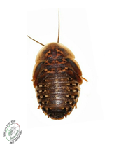 Large Dubia (25) 2-3cm