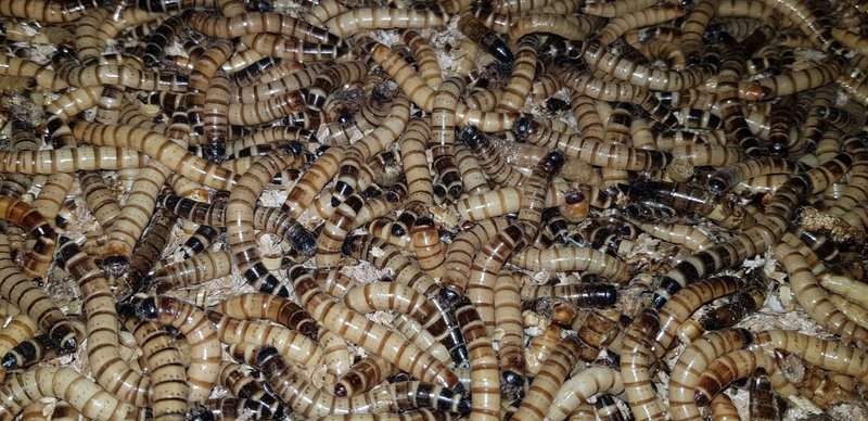 Morio Worms (25) 50-60mm