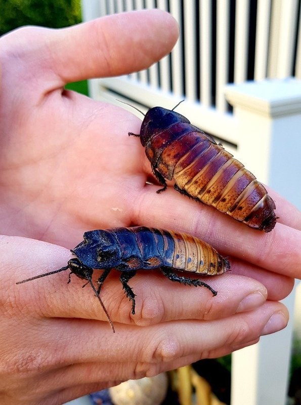 Giant Madagascar Hissers 5-8cm ( 40 )