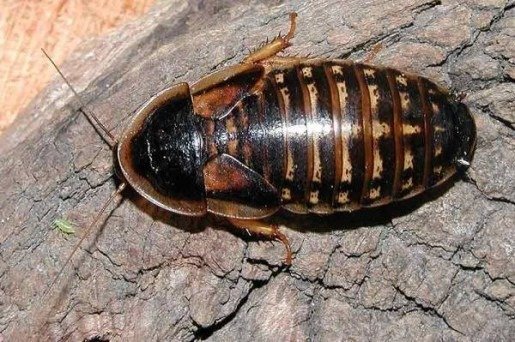 Adult Dubia Female (1)