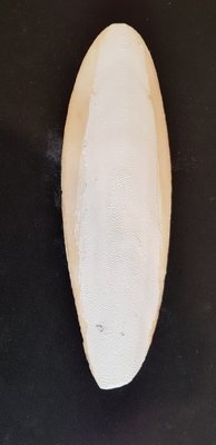 Cuttle Fish (1) 11-14cm