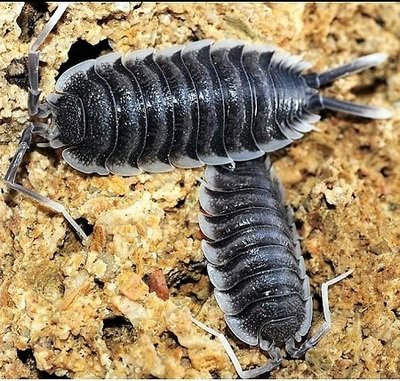 ISOPODS