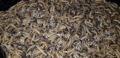 WORMS