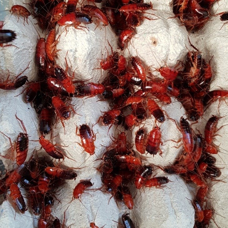 Medium-Large Red Runner  (100) 1-2.5cm