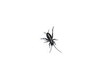 Small Black Cricket (50) 1-4mm