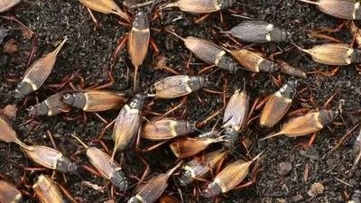 CRICKET