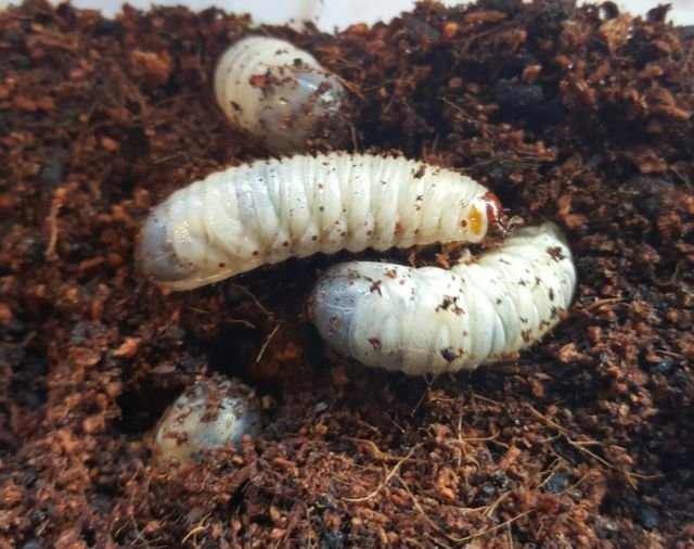 Fruit-Beetle Grubs pre-pack