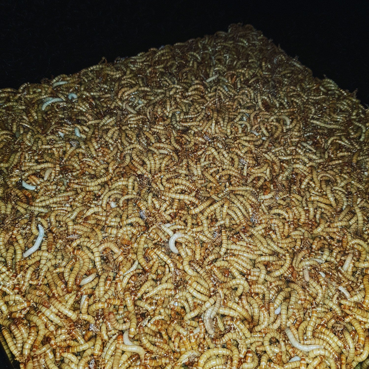 Regular Mealworms (1600) 20-30mm