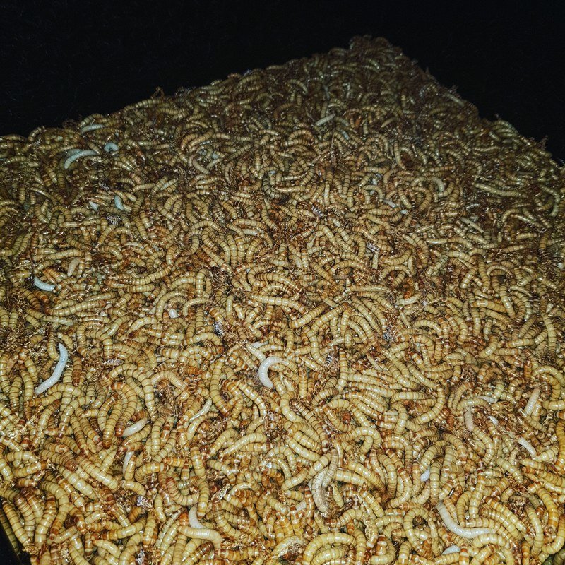 Regular Mealworms (1600) 20-30mm