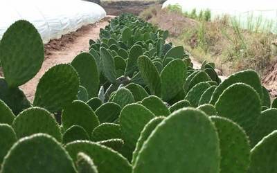 OPUNTIA (PRICKLY PEAR)