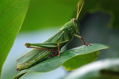 LOCUST