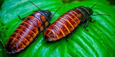 MADAGASCAR HISSERS