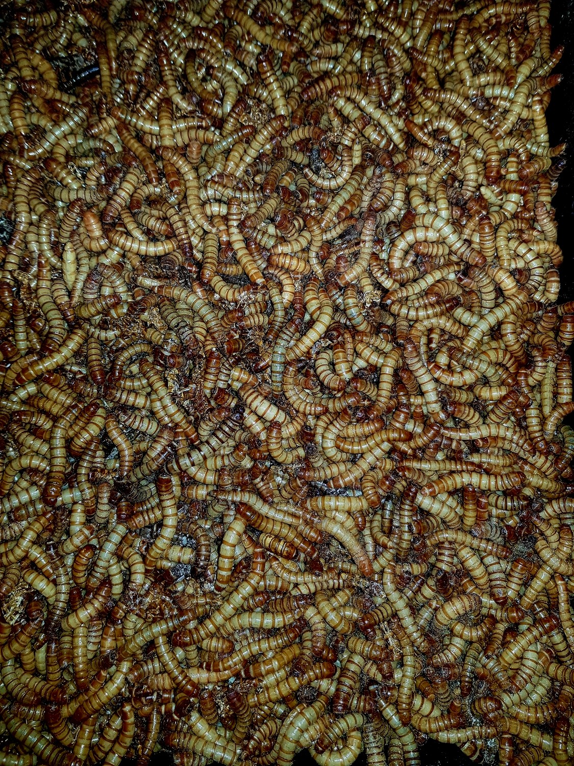 Giant Mealworms (400) 40-60mm