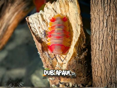 Ardentiella Isopods