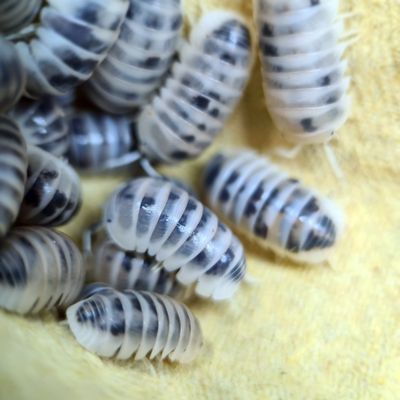 Armadillo Isopods