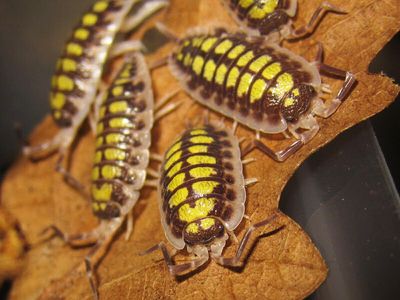 Porcellio Isopods