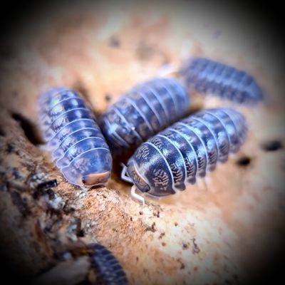 Others Isopods