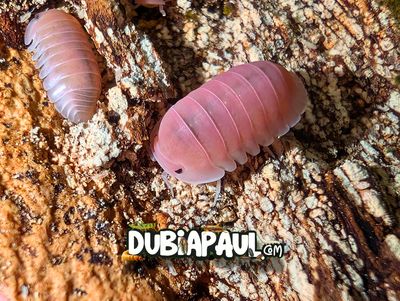 Cubaris Isopods