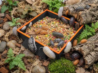 Isopod and Invertebrate Feeding Dish
