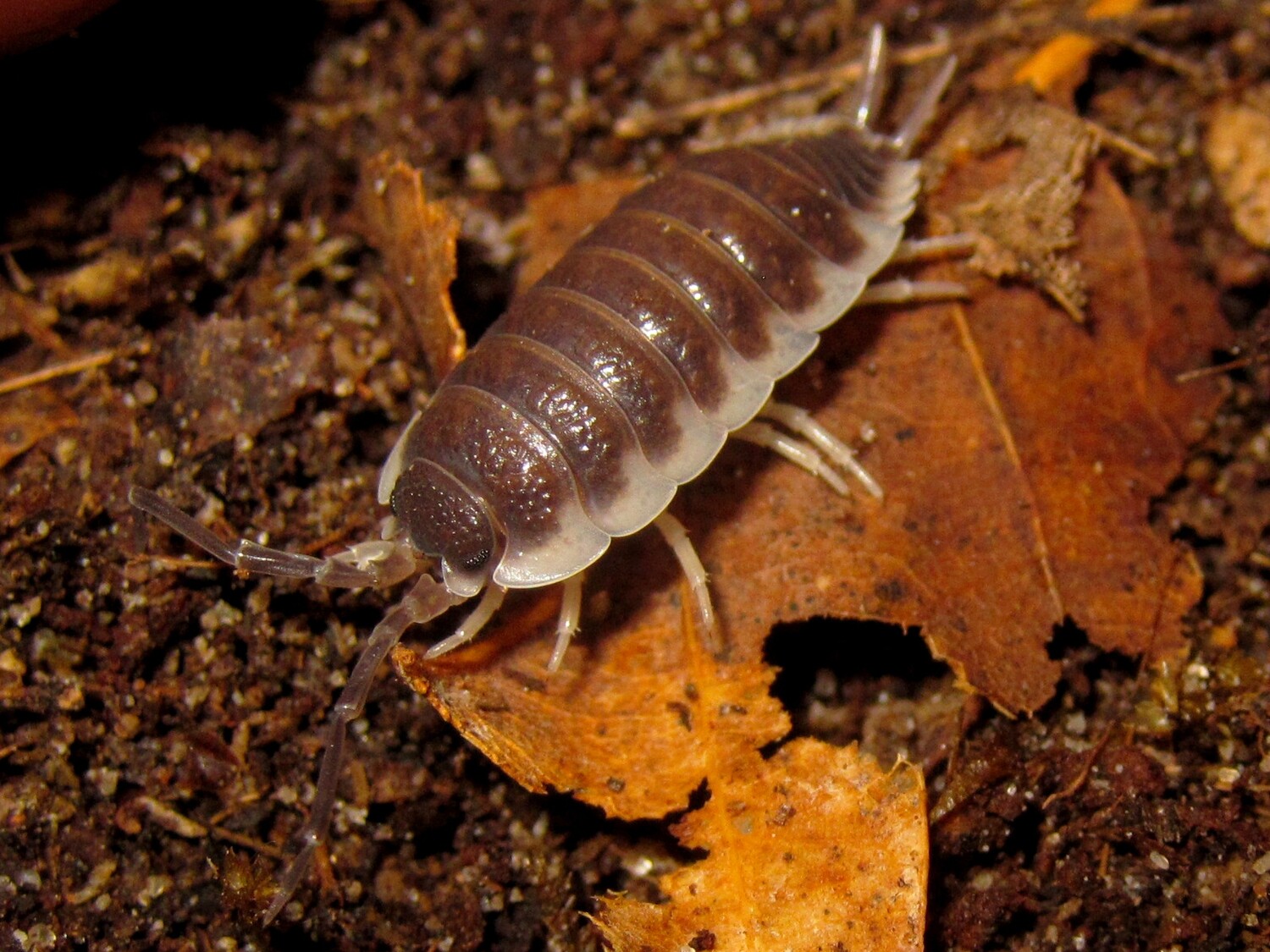 Porcellio Sp "Sevilla"